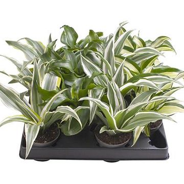 Dracaena MIX