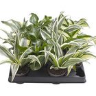 Dracaena MIX