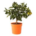 Citrus x microcarpa