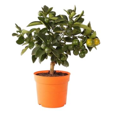 Citrus x microcarpa