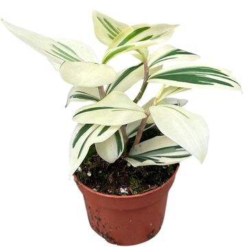 Costus arabicus 'Variegatus'