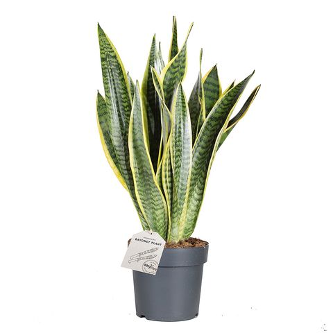 Sansevieria trifasciata 'Laurentii' — Plant Wholesale FlorAccess