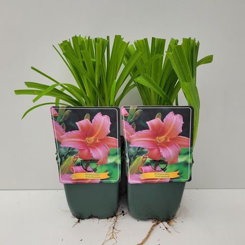 Hemerocallis 'Pink Damask'