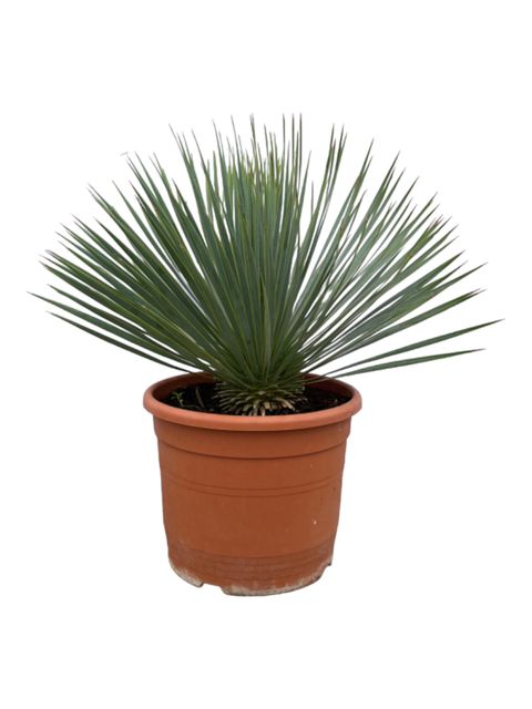 Yucca rostrata