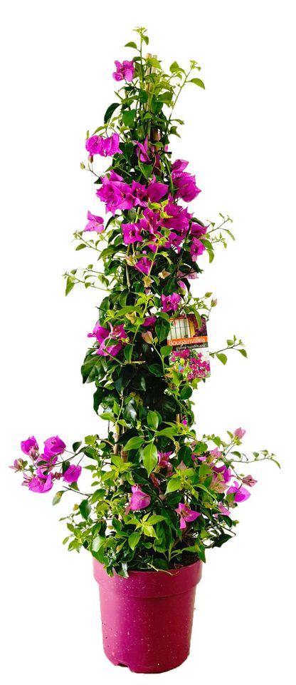 Bougainvillea glabra 'Sanderiana'