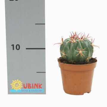 Ferocactus latispinus