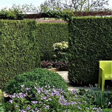 Thuja occidentalis 'Brabant'