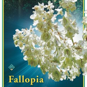 Fallopia aubertii (Griffioen, Gebr.)