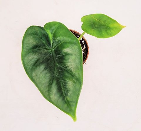 Alocasia reversa