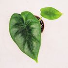 Alocasia reversa