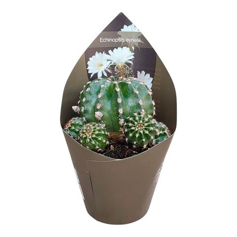 Echinopsis eyriesii