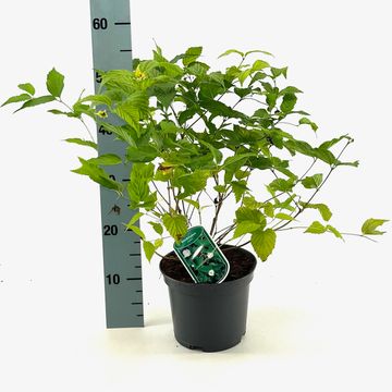 Rhodotypos scandens