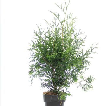 Thuja occidentalis 'Brabant'