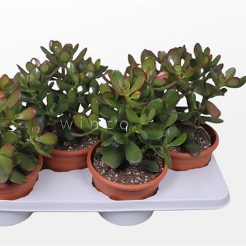 Crassula ovata 'Sunset'