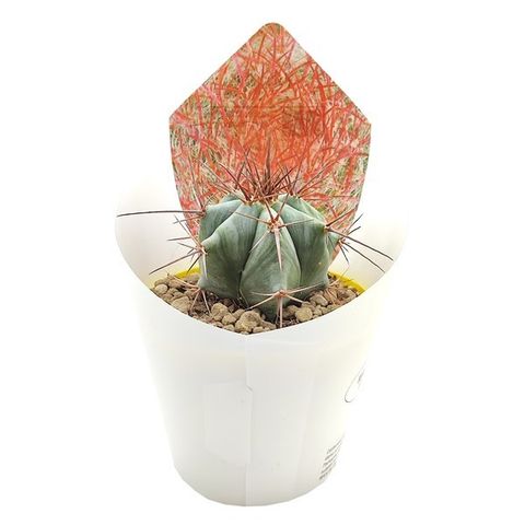 Echinocactus platyacanthus