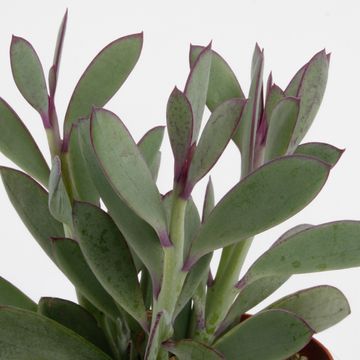 Senecio crassissimus