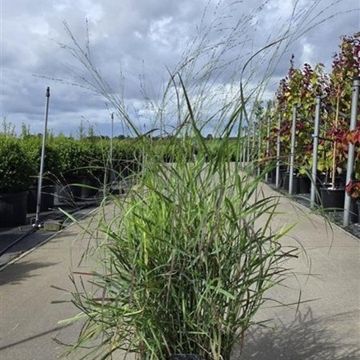Panicum virgatum 'Rotstrahlbusch'