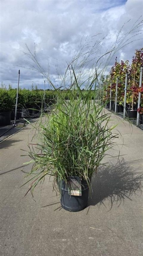 Panicum virgatum 'Rotstrahlbusch'
