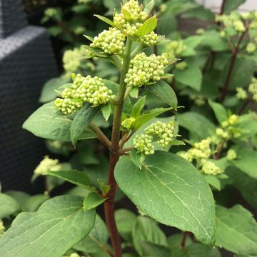 Hydrangea paniculata EARLY HARRY