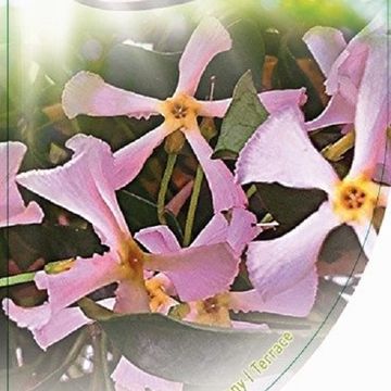 Trachelospermum jasminoides 'Pink Showers'