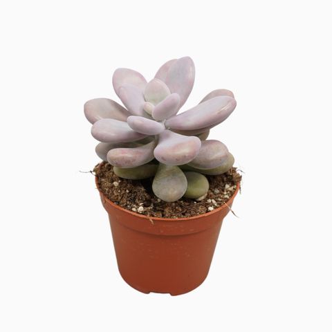 Pachyphytum oviferum 'Rubra'
