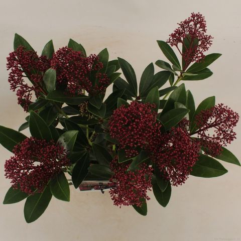 Skimmia japonica 'Rubella'