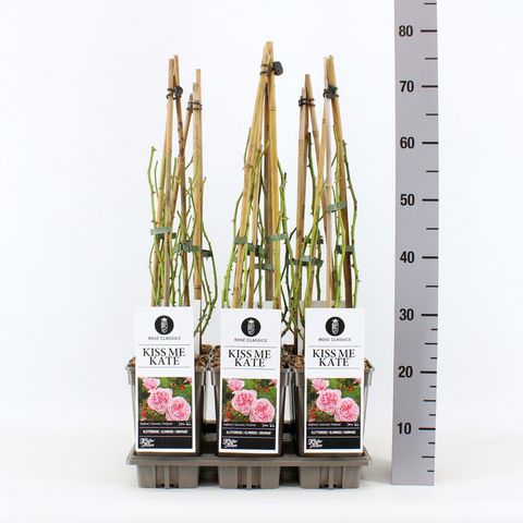 Rosa KISS ME KATE
