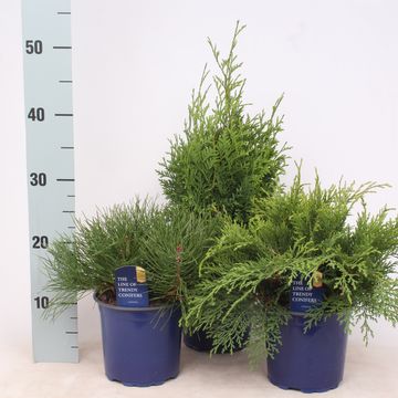 Conifers MIX