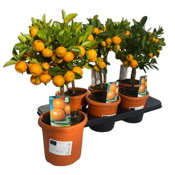 Citrus x microcarpa