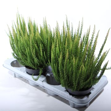 Calluna vulgaris SKYLINE STOCKHOLM