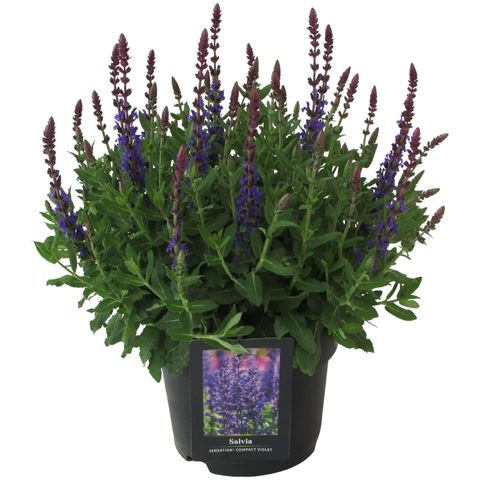 Salvia nemorosa SENSATION DEEP BLUE