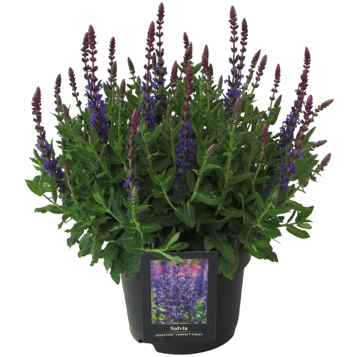 Salvia nemorosa SENSATION DEEP BLUE — Plant Wholesale FlorAccess