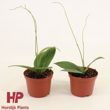 Hoya soligamiana