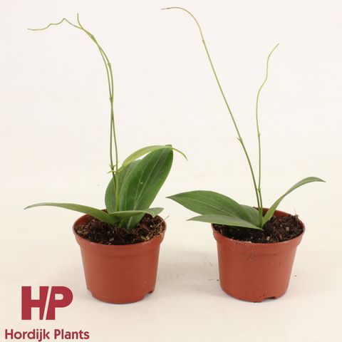 Hoya soligamiana