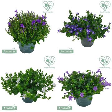 Campanula ADDENDA MIX