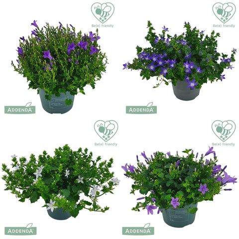 Campanula ADDENDA MIX