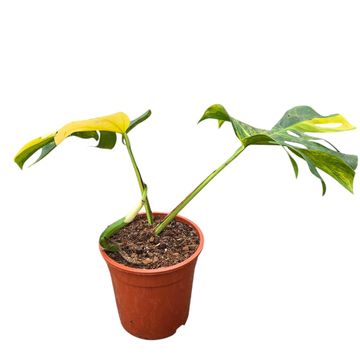 Monstera deliciosa 'Variegata Aurea'