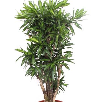 Dracaena reflexa 'Song of Jamaica'