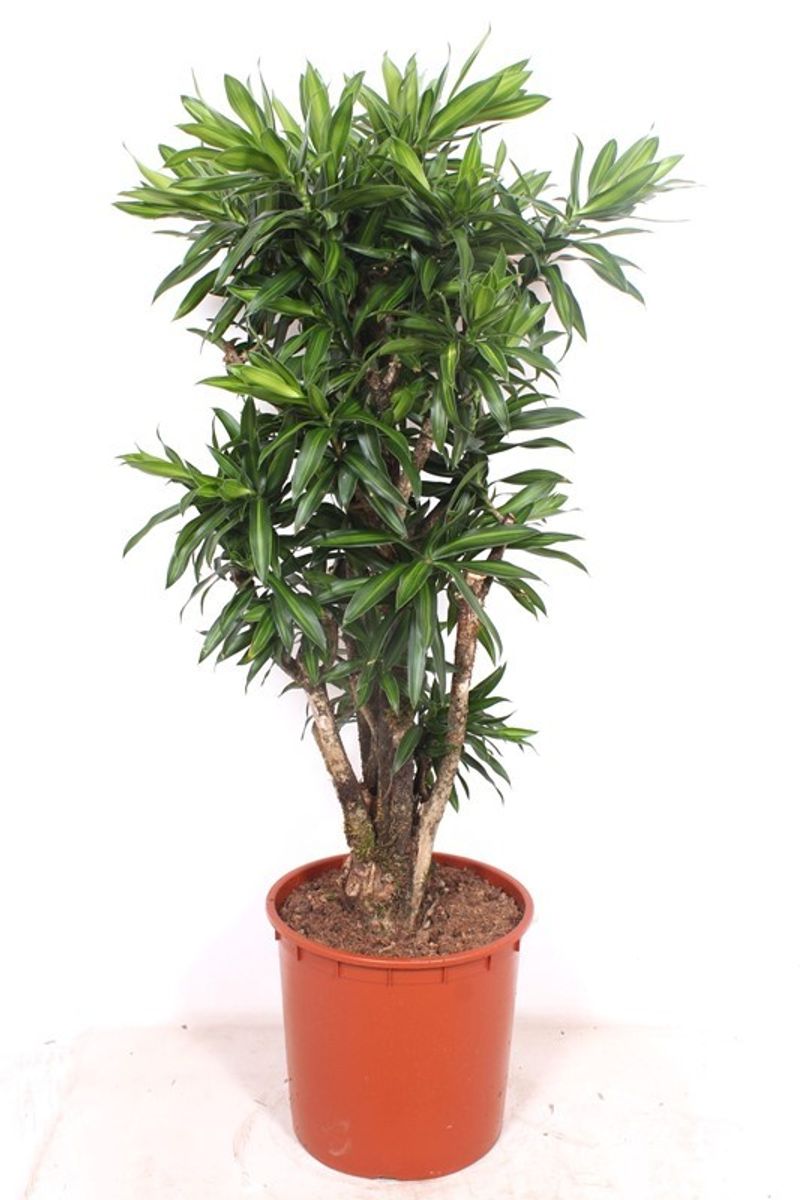 Dracaena reflexa 'Song of Jamaica'  Plant Wholesale FlorAccess