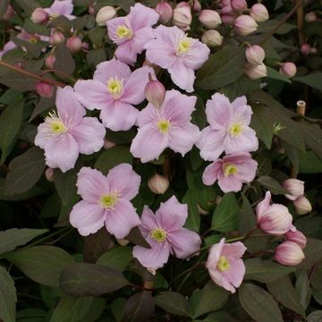 Clematis 'Mayleen' (M)