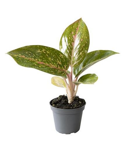 Aglaonema 'Ruby'