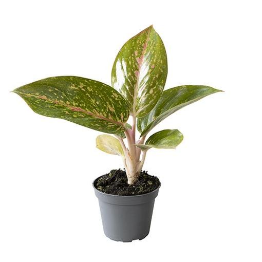 Aglaonema 'Ruby'