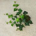 Hedera hibernica 'Hestor'