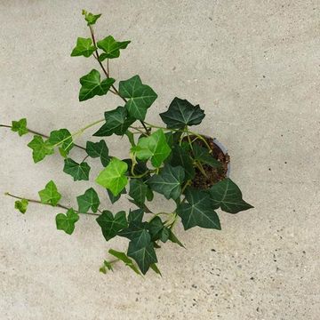 Hedera hibernica 'Hestor'