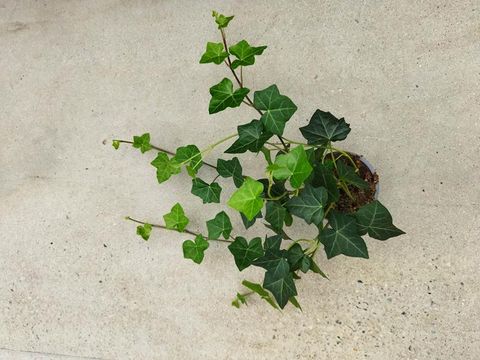 Hedera hibernica 'Hestor'