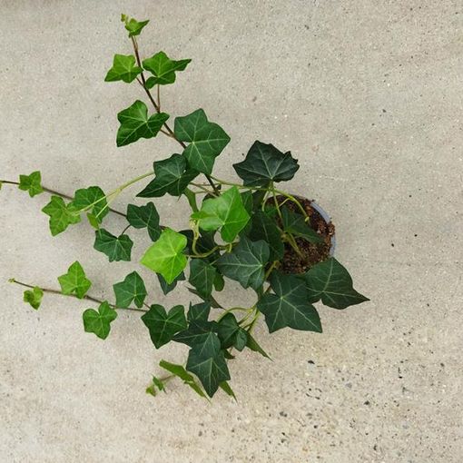 Hedera hibernica 'Hestor'