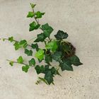 Hedera hibernica 'Hestor'