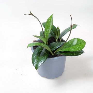Hoya 'Crassipetiolata Splash'