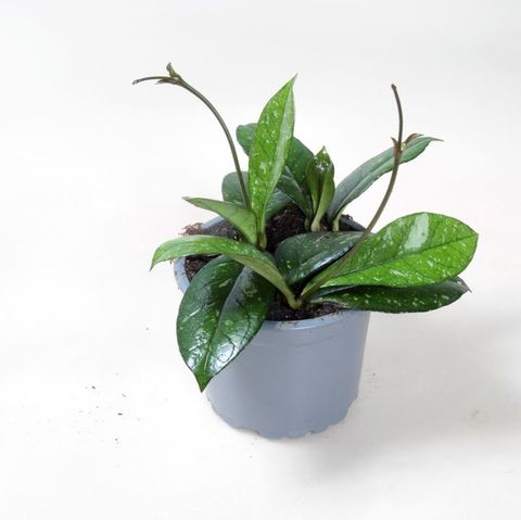 Hoya 'Crassipetiolata Splash'