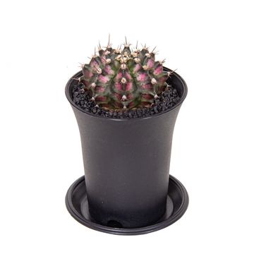 Gymnocalycium T-REX PINK